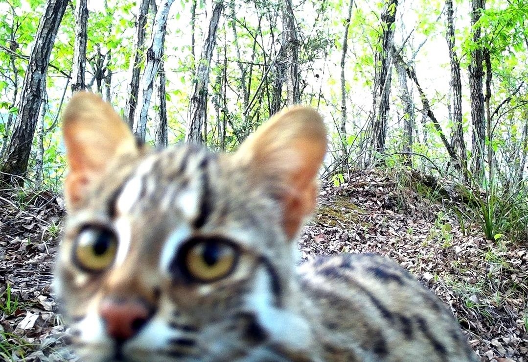 豹猫.jpeg