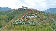 “武当山茶·竹山硒茶”第四届茶旅文化月春茶开采启幕