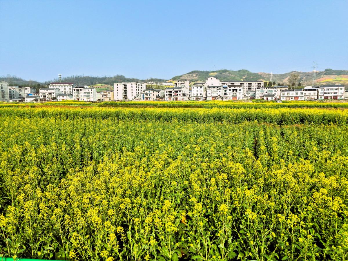 油菜２.jpg