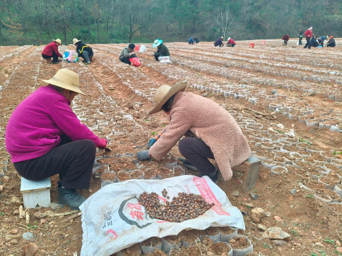 苗圃春播忙.jpg