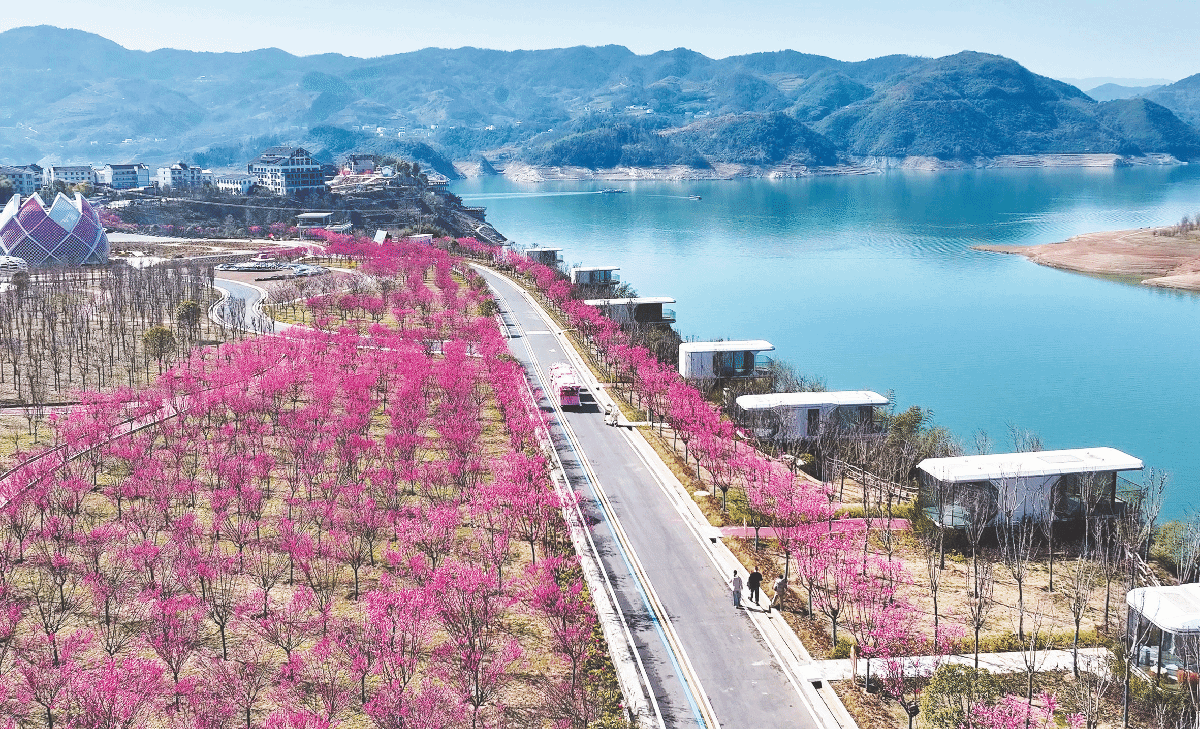 山樱绽放春意浓.png
