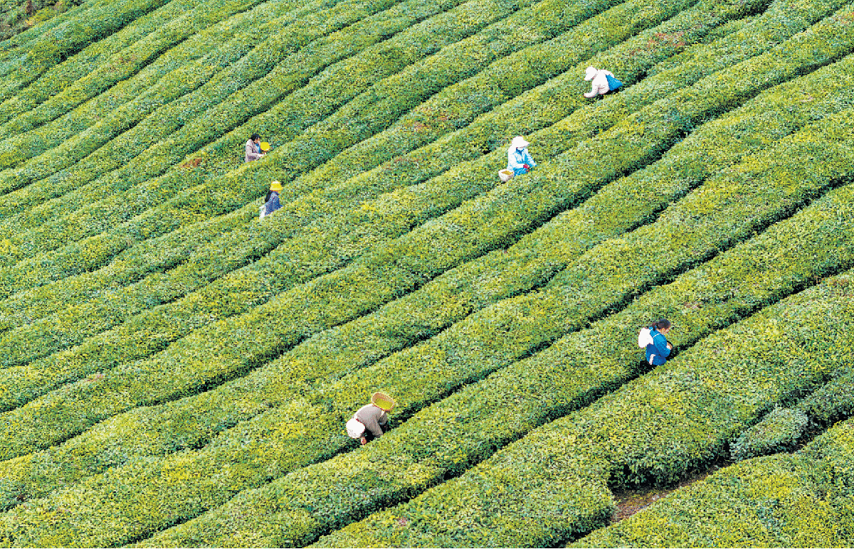 刘家山生态茶园.png