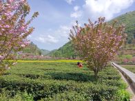 楼台乡：乡村振兴绘新卷 和美家园入画来