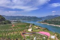 上庸“千绣花海”五一开园   万人共赴浪漫之约