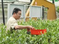 科技点茶人黄志成：十年耕耘 让竹山“绿叶”变“金叶”