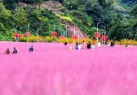 百亩粉黛 千绣花海——上庸鲜花镇的引流密码